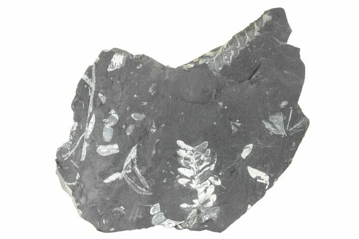 Fossil Seed Fern (Alethopteris) Plate - Pennsylvania #229338